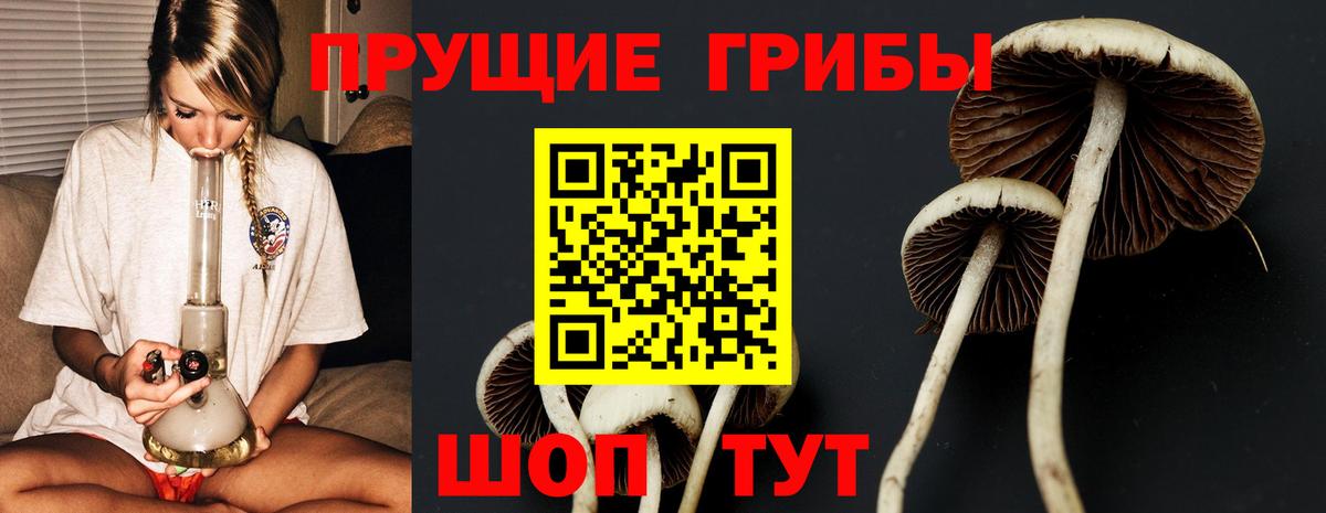 Галлюциногенные грибы Cubensis Лесозаводск